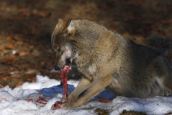 Wolf mit Frischfleisch