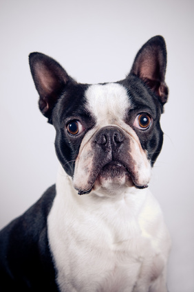 Boston Terrier - Fotolia_50170522_XS